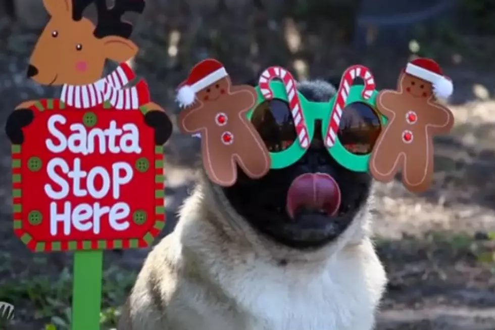 10 Adorable Pictures Of Pugs Dressed In Festive Costumes For Christmas