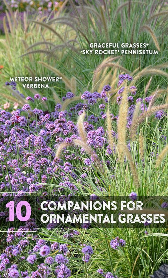 11 Perfect Companion Plants For Ornamental Grasses