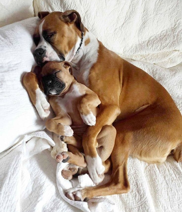 12 Reasons Boxers Are The Worst Breed Ever