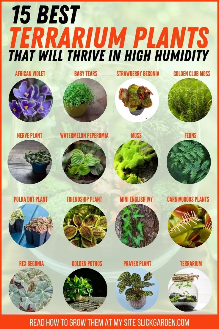 15 Plants In Terrariums