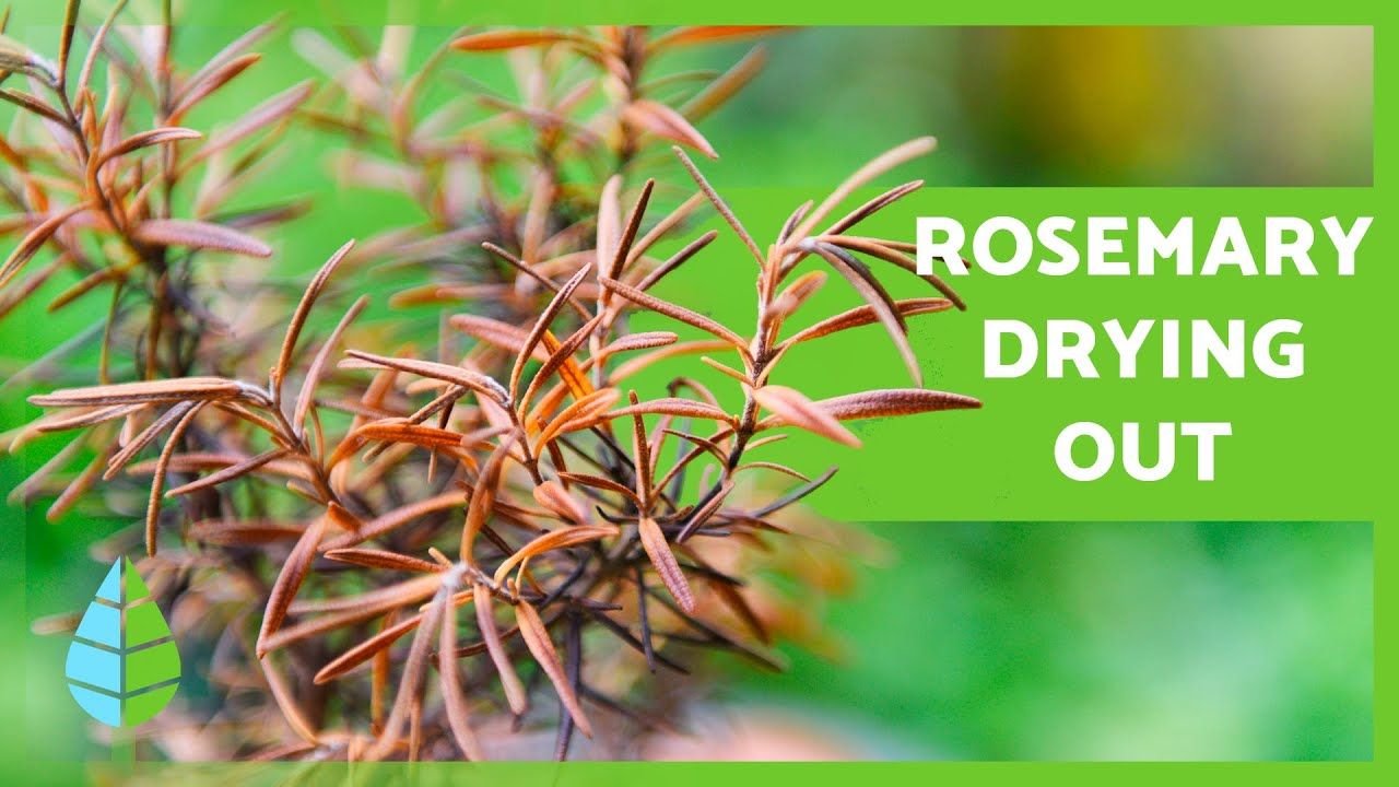 16 Reasons Why Your Rosemary Is Dying How To Fix It Artofit