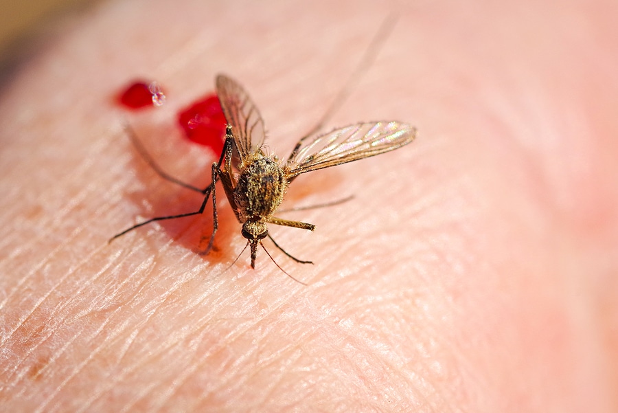 5 Surprising Reasons Mosquitoes Bite Certain People Arborlawn