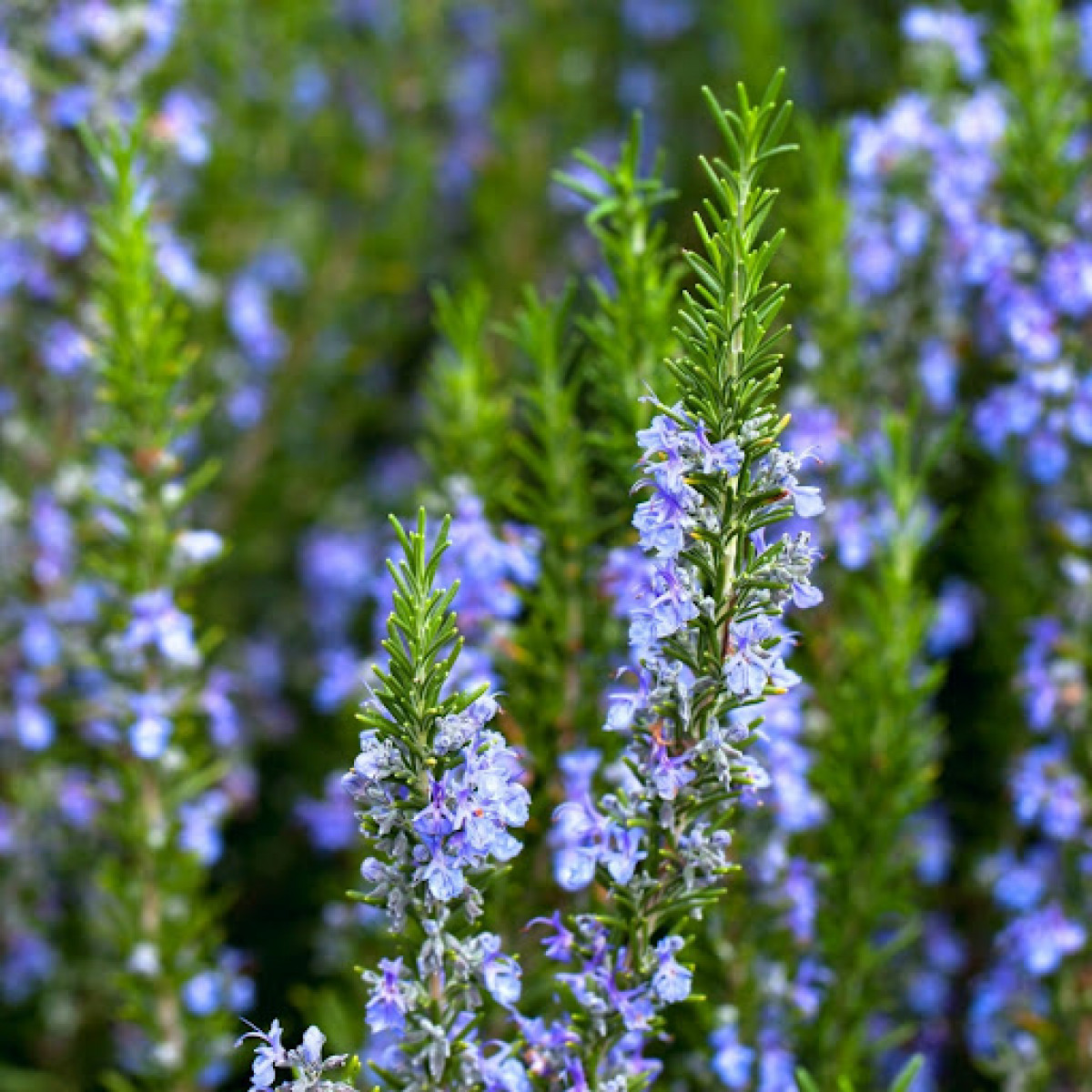 5 Tips To Keep Your Rosemary Plant Happy Gardenary