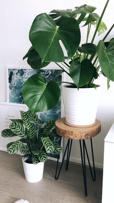 60 Indoor Decorative Plants To Bring Freshness