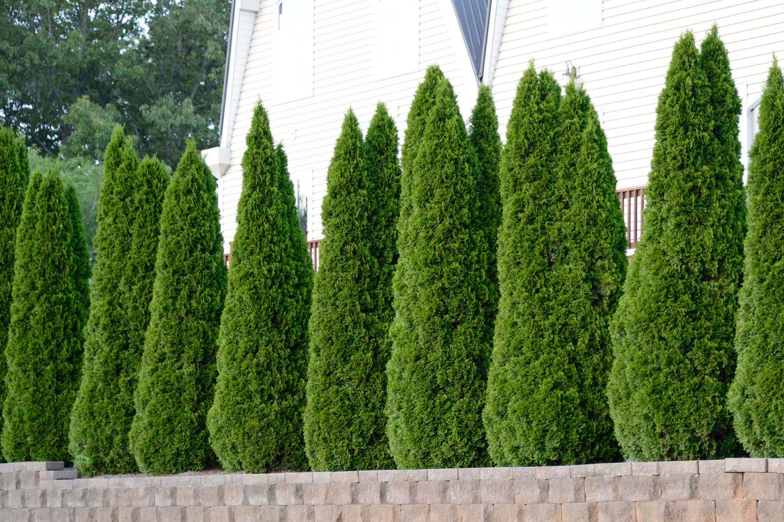 93 Evergreen Deer Resistant Shrubs