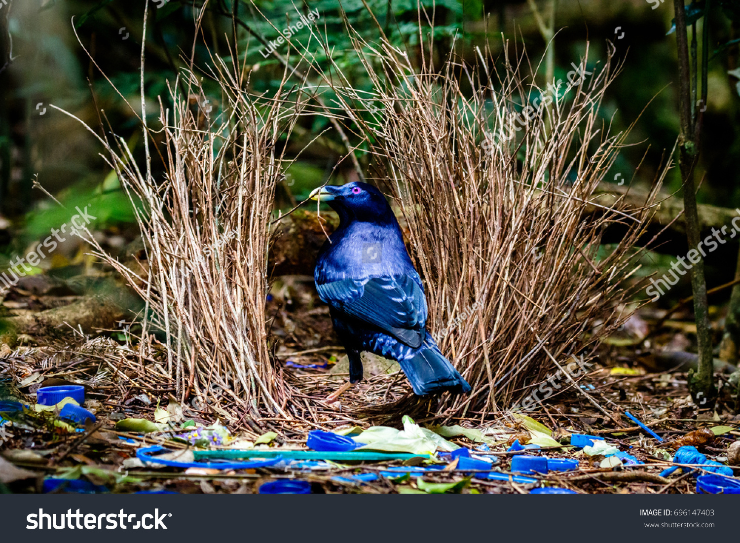 A Bower Bird S Nest Decorated With Gooseberries And Aluminum Can Tabs