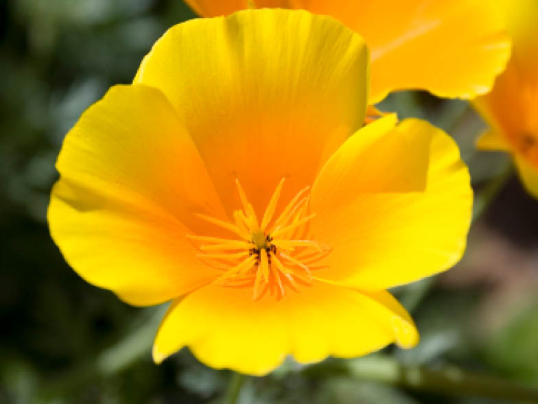 Are California Poppies Toxic To Dogs