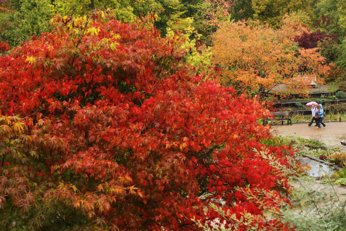 Autumn Starting To Show Its True Colors Around Minnesota Mpr News