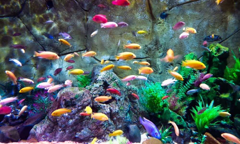 Benefits Of Keeping Fish Aquarium At Home Biomadam