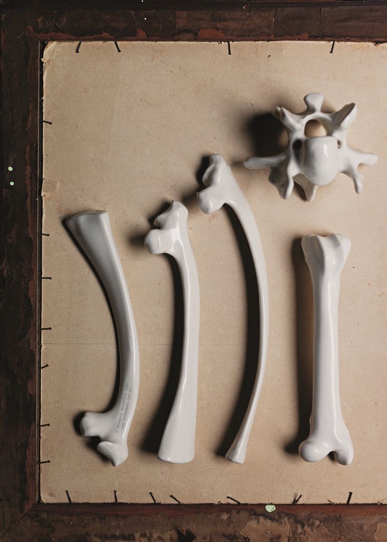 Bone Collection As Interior Decorating Element Halloween Flavor Life