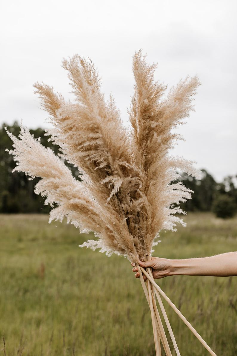 Buy Natural Dried Flowers Bouquet Pampas Grass Pampas Grass Tall Fluffy