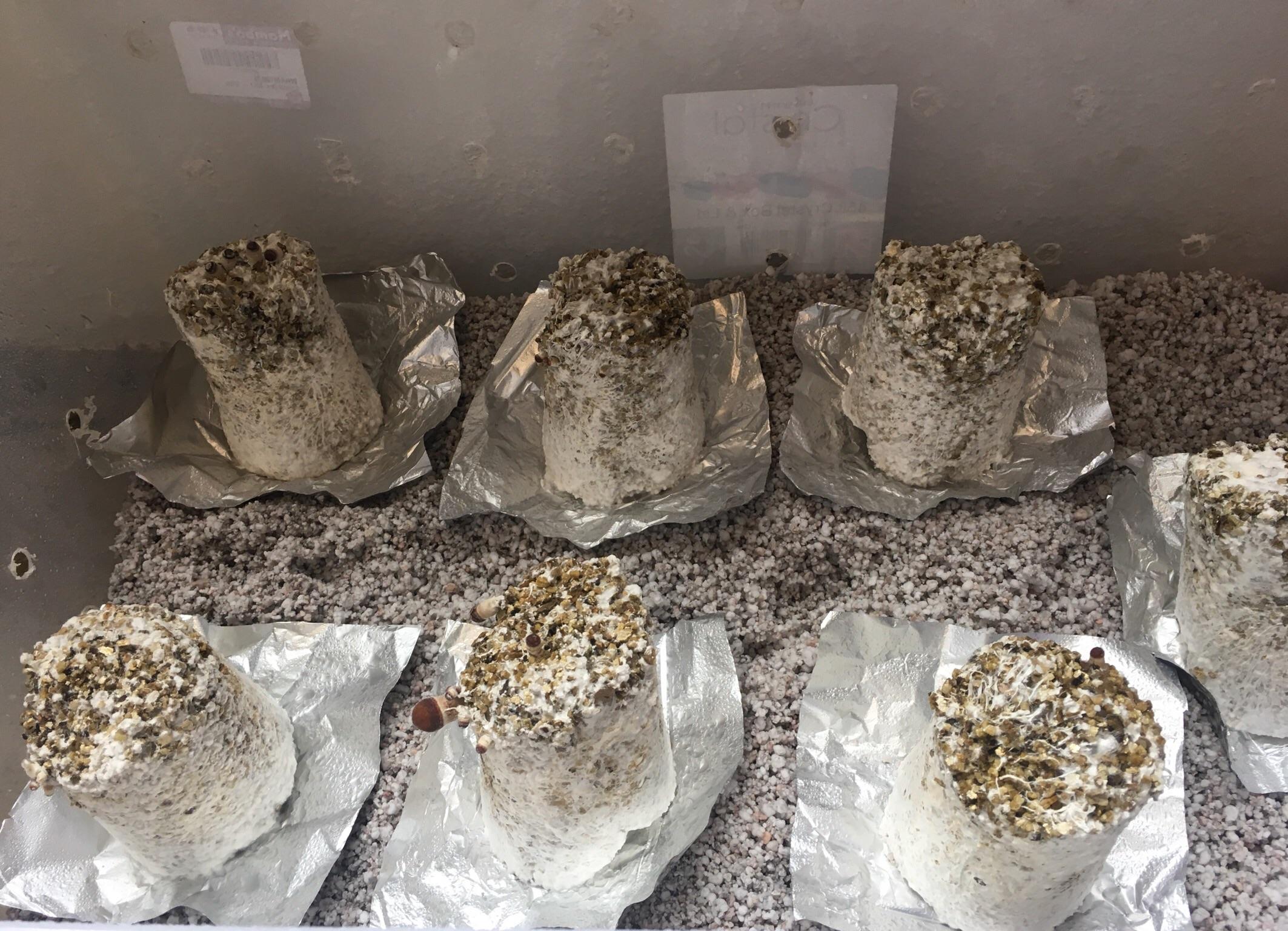 Cake Drying Out Any Advice Is Welcome Fruiting In Sgfc Mushroom Cultivation Shroomery