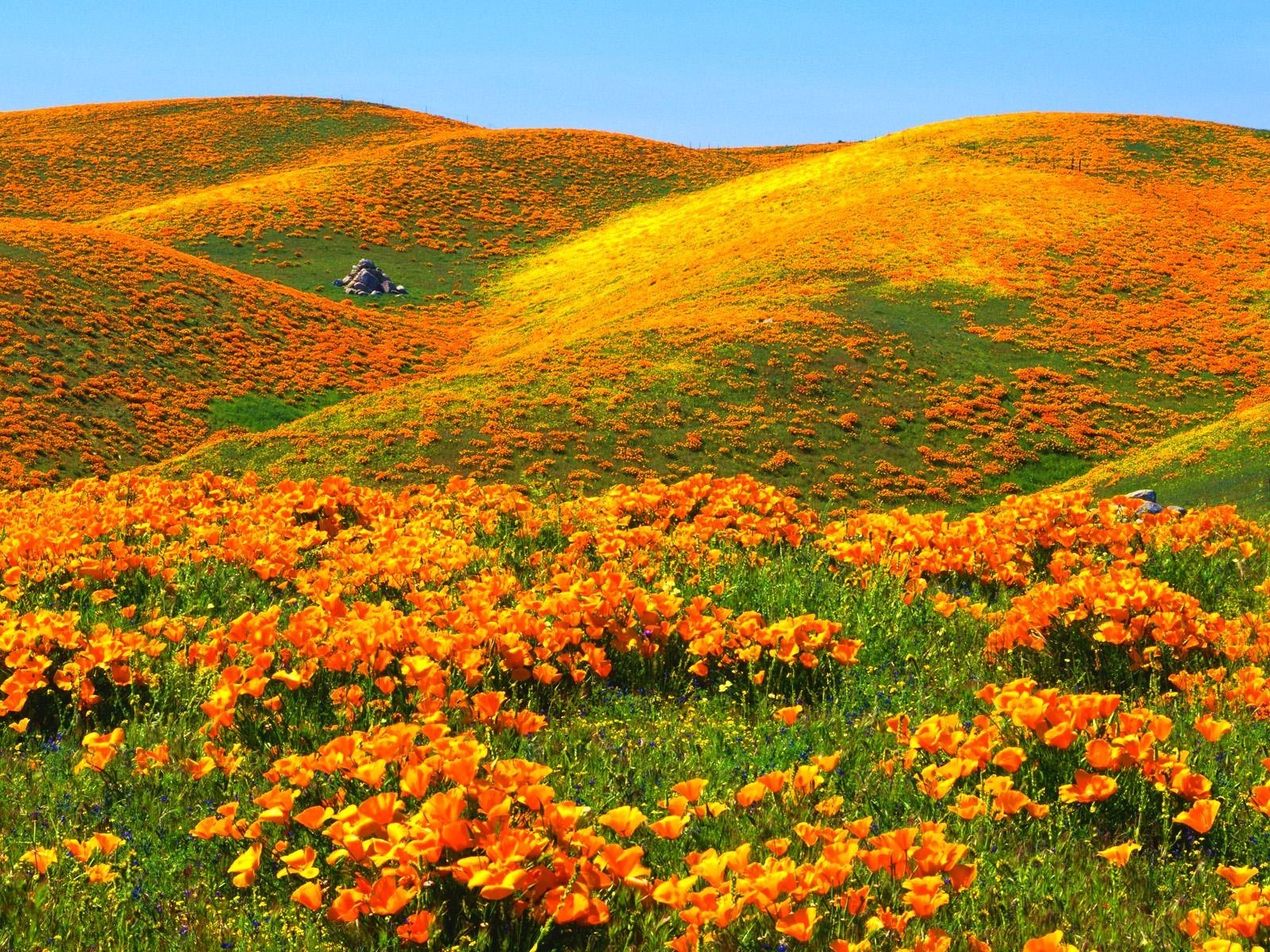 California Poppies Deedeeflower Wallpaper 19543734 Fanpop