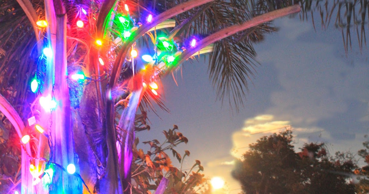 Christmas Palm Trees Phillip S Natural World