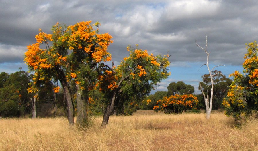 Christmas Tree Parasitic Tree Western Australia Australia High Res