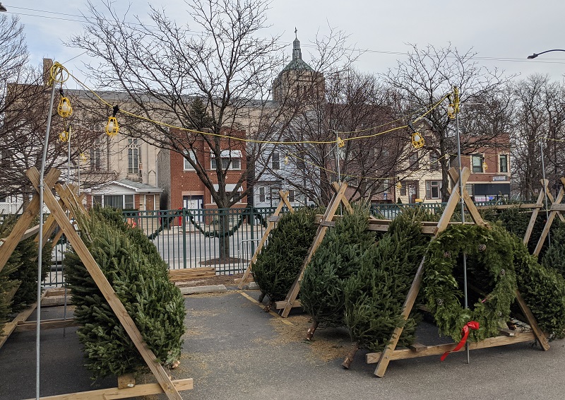 Christmas Tree Unveiled At No 10 As Sales Begin Nationwide With Video Hortweek