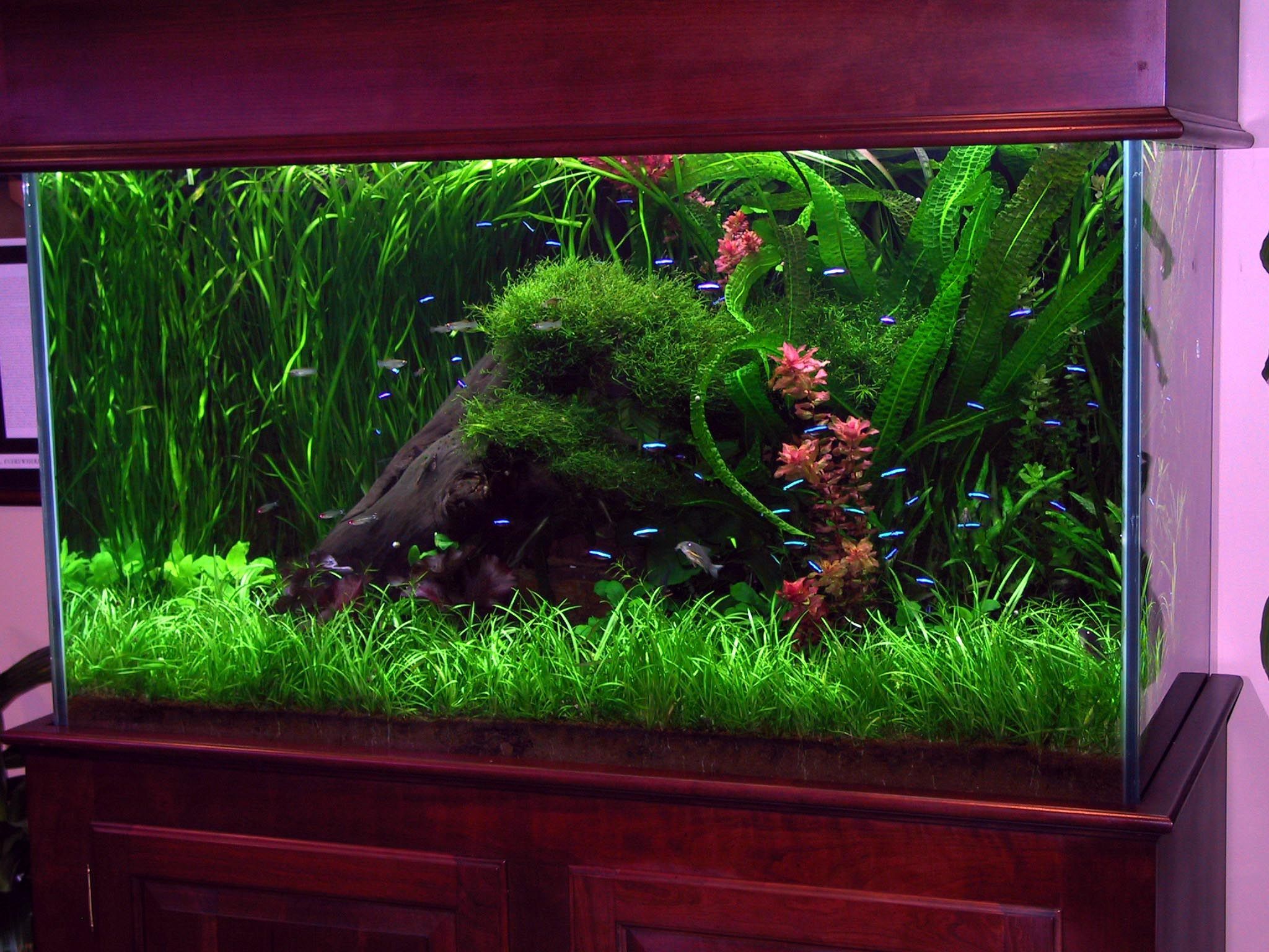 Corner Fish Tank Ideas To Enhance Your Interior Decor