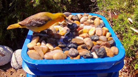 Diy Water Fountain Repair Tutorial