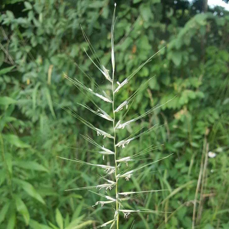 Elegant Ornamental Grasses To Grow In Any Garden Shade Grass