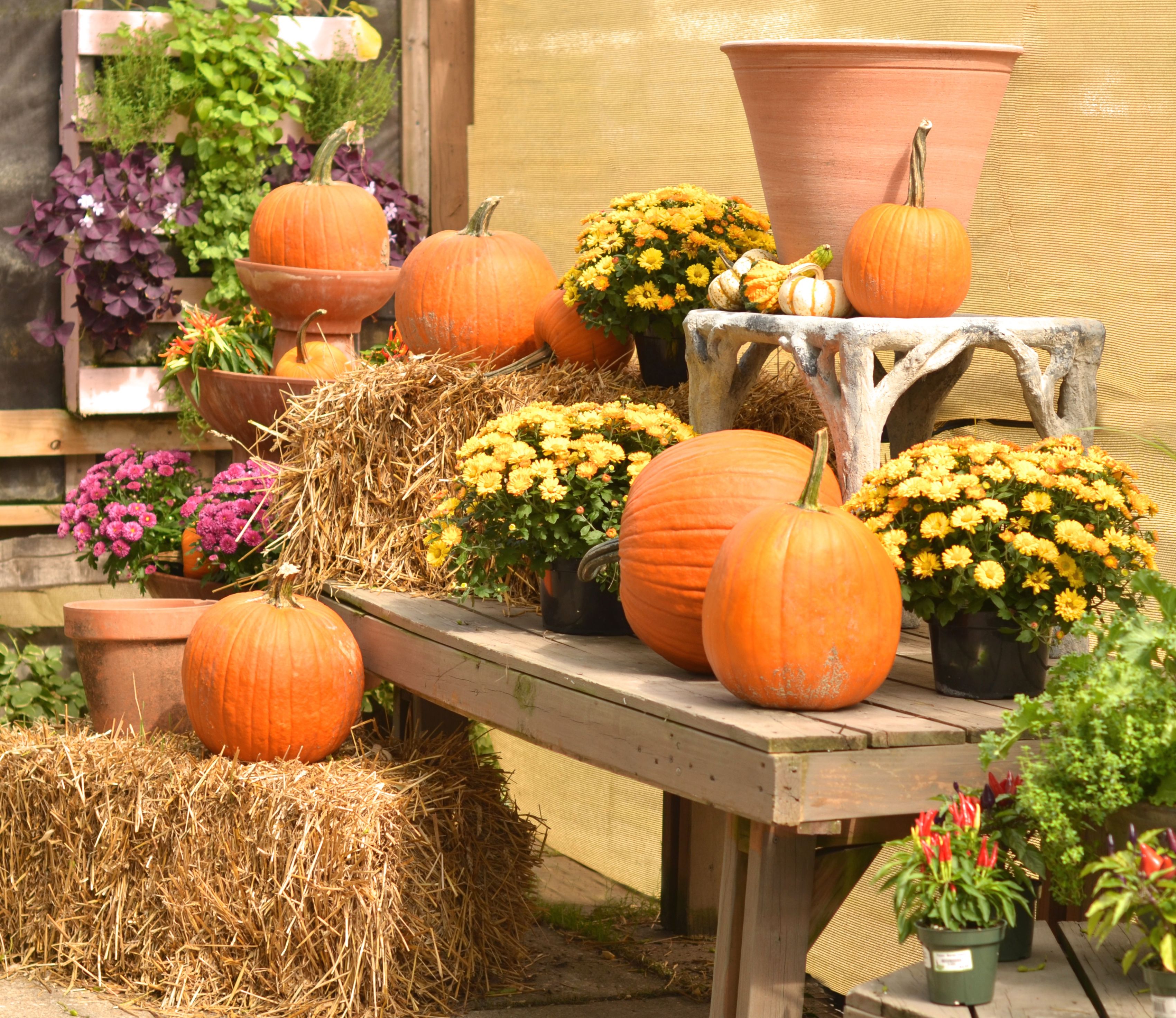 Fall Decor Pumpkins Mums Cornstalks Gourds Hay Fall Outdoor