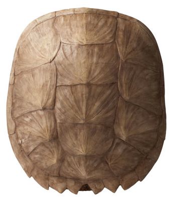 Faux Turtle Shells How To Decorate With Them Amp Where To Buy Them Driven By Decor