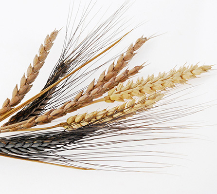 Get To Know Your Ancient Wheat Varieties And Their Benefits What S