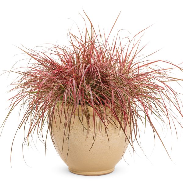 Graceful Grasses Fireworks Fountain Grass Order Online