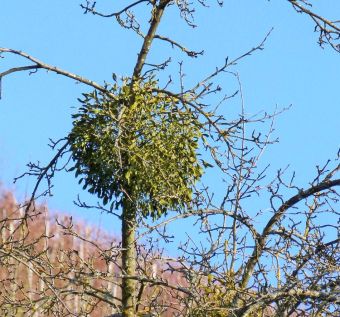 Here S The Thing About Mistletoe It S A Parasite