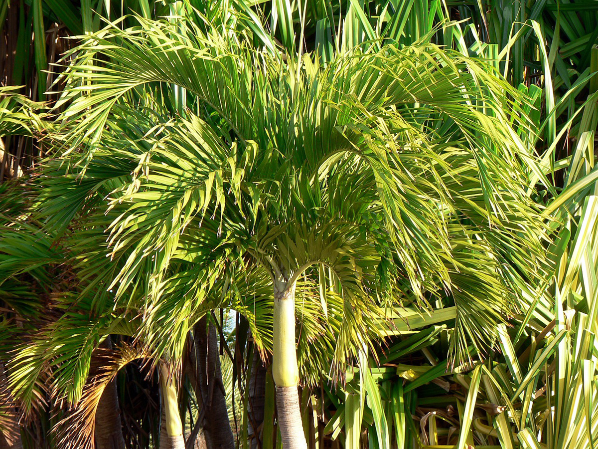 Hochman Blog Christmas Palm Trees