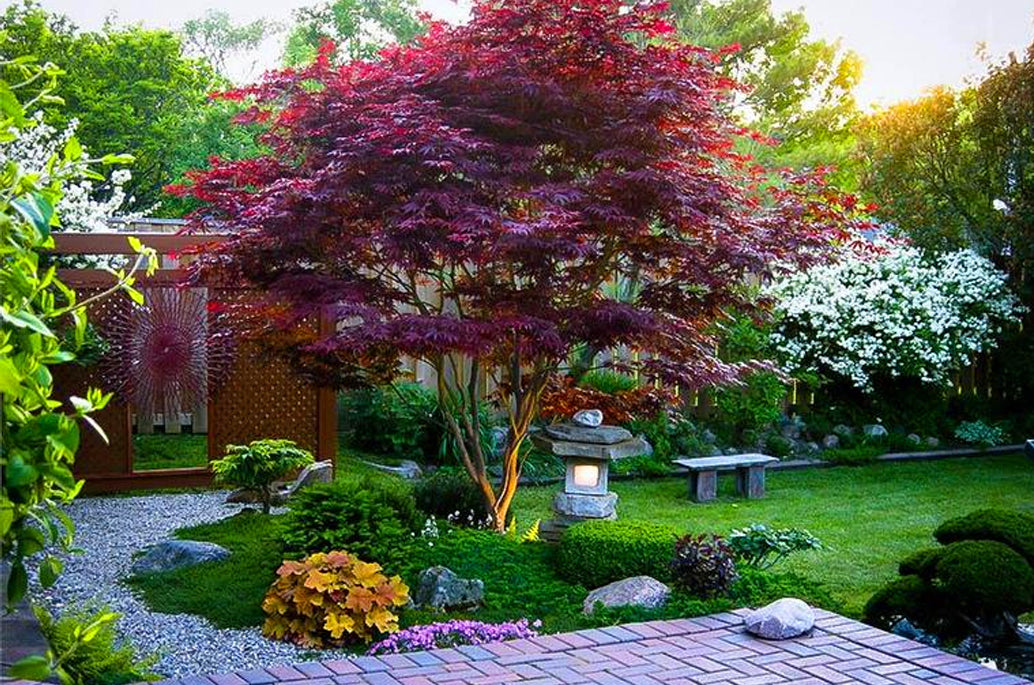 How And When To Prune Japanese Maples Trim Cut Leaf Maples Part 2