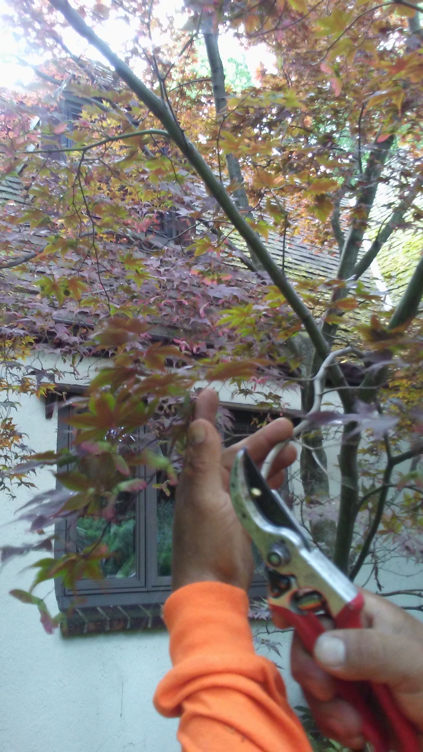 How Prune A Maple Tree Tips Of Pruning Maples Best Time In 2022