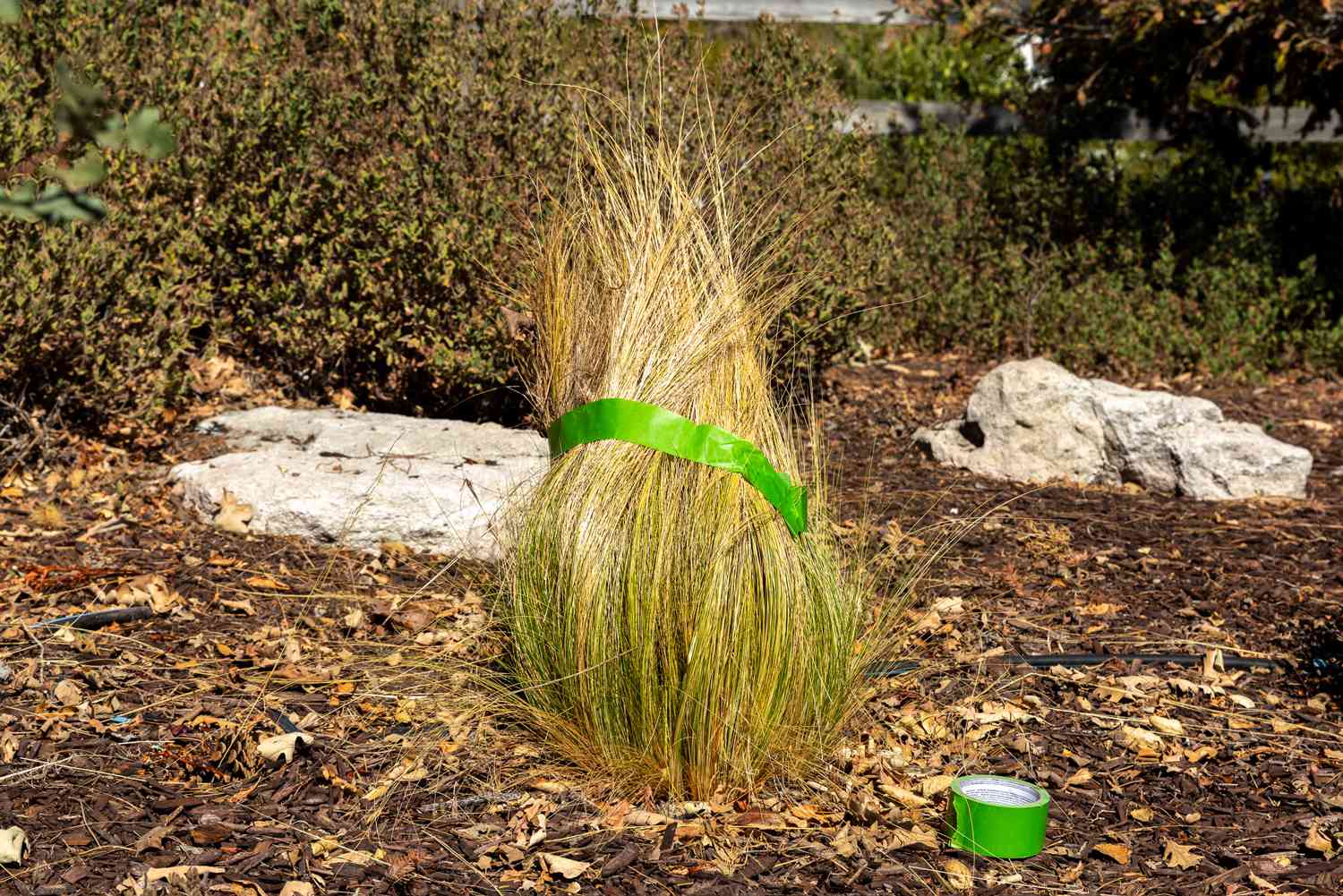 How To Cut Back Ornamental Grasses Craftsmumship