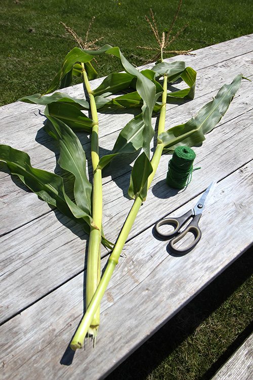 How To Dry Corn Stalks For Fall Decor The Creek Line House