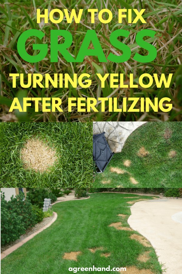 How To Fix Yellow Grass To Green Fast Ways Tips Rayagarden