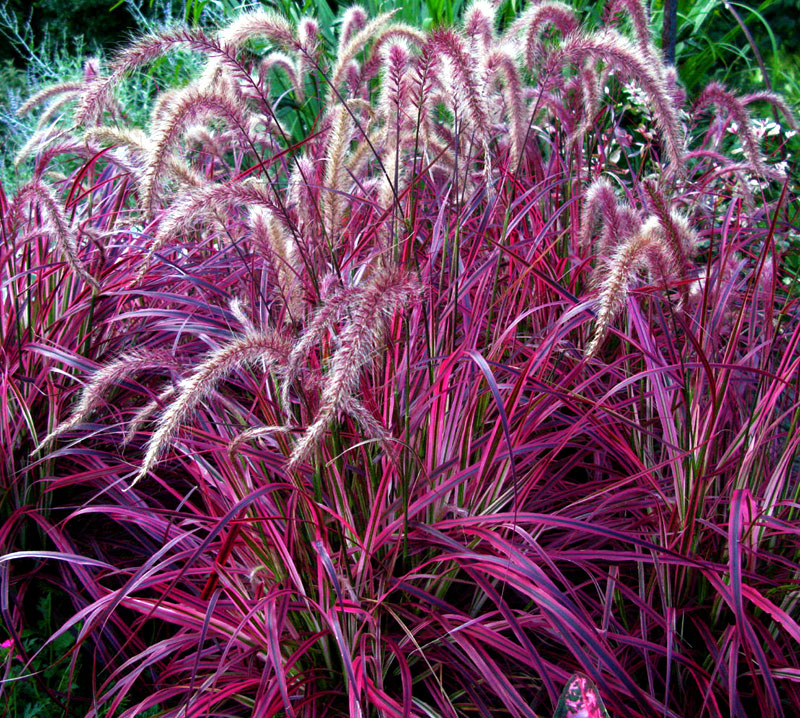 How To Grow Ornamental Grasses Ornamental Grass Landscape