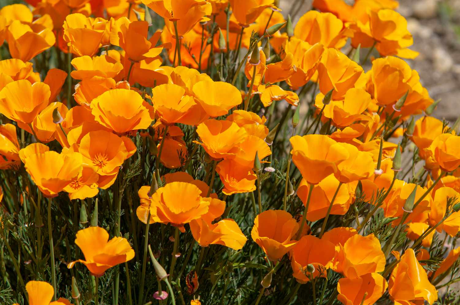 How To Plant And Grow California Poppies Gardener S Path