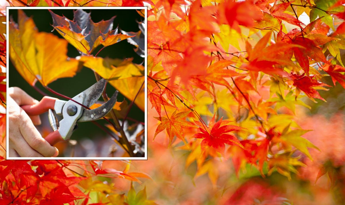 How To Prune Japanese Maples Most Important Part Of Pruning For