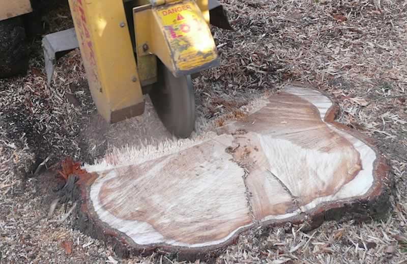 How To Remove A Palm Tree Stump