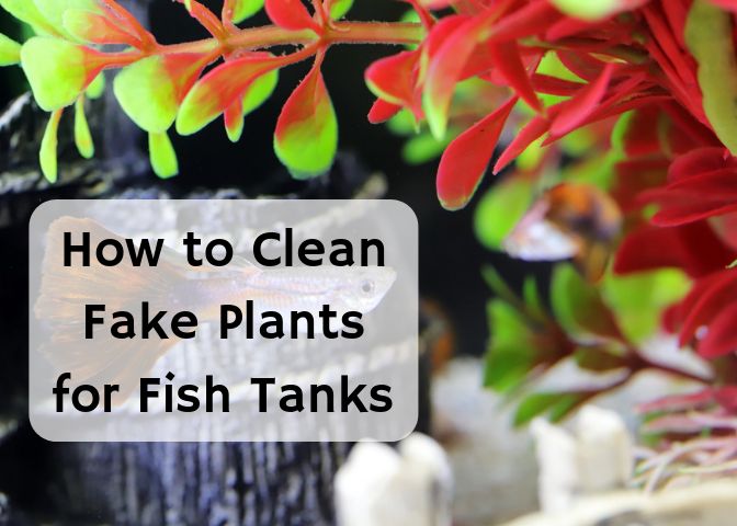 How To Wash Plastic Fish Tank Plants Cleaning Aquarium Decorations