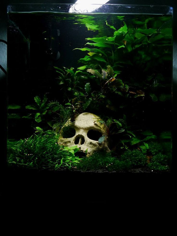 Image Result For Large Aquarium Skull Fish Tank Themes Unique Fish Tanks Fish Tank Decorations