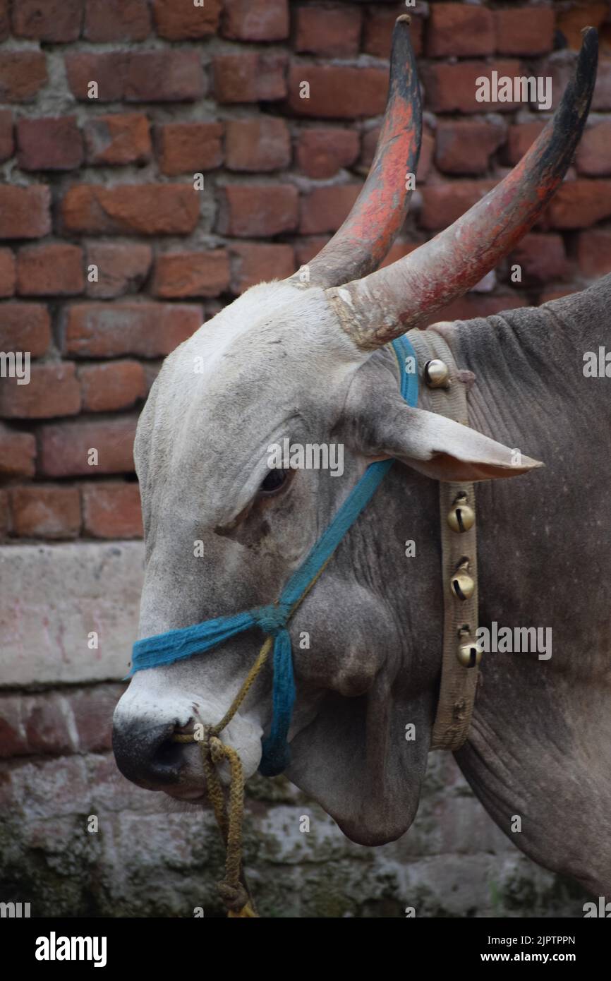 Indian Bull With Some Decorations On Neck Stock Photo Alamy