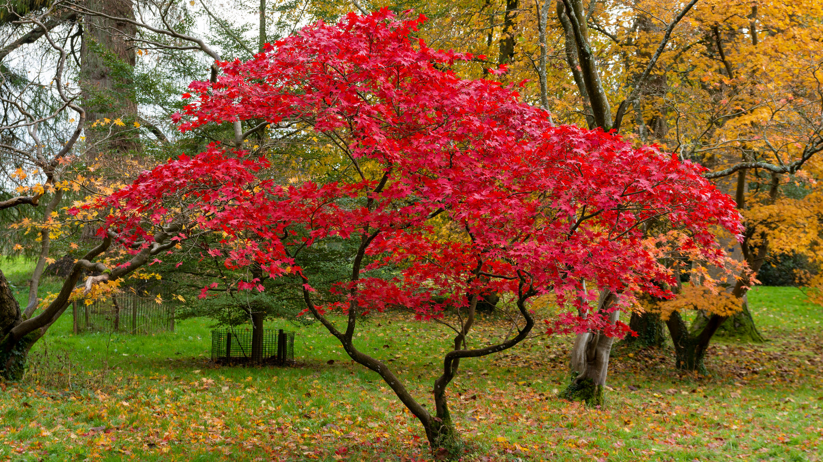 Japanese Maples: How To Plant, Care And Prune Garden Design, 59% Off