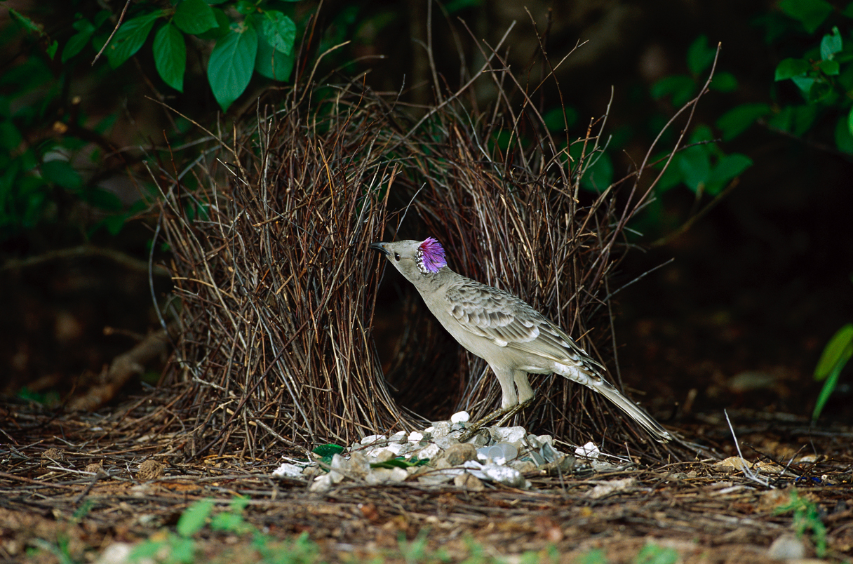 Male Bowerbirds Build Acoustics Into Their Love Shrines Science Aaas