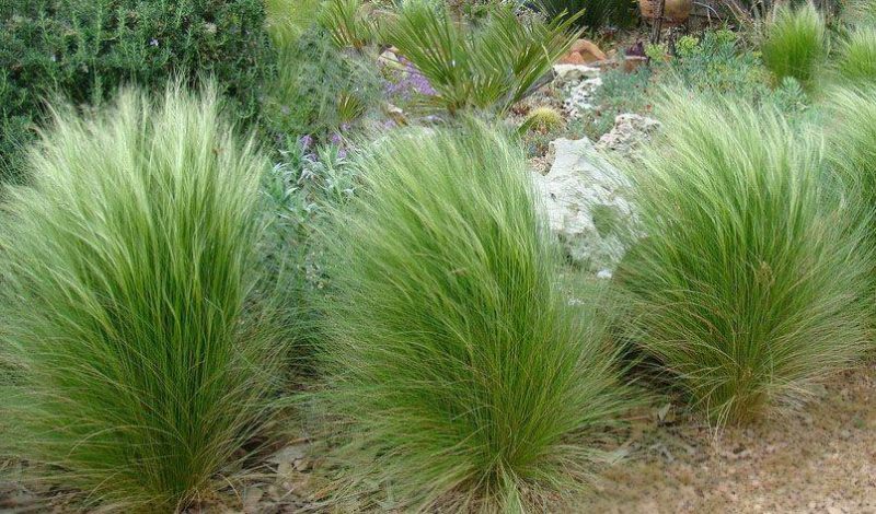 Mexican Feather Grass Aka Ponytail Grass Horse Tail Grass Angel Hair