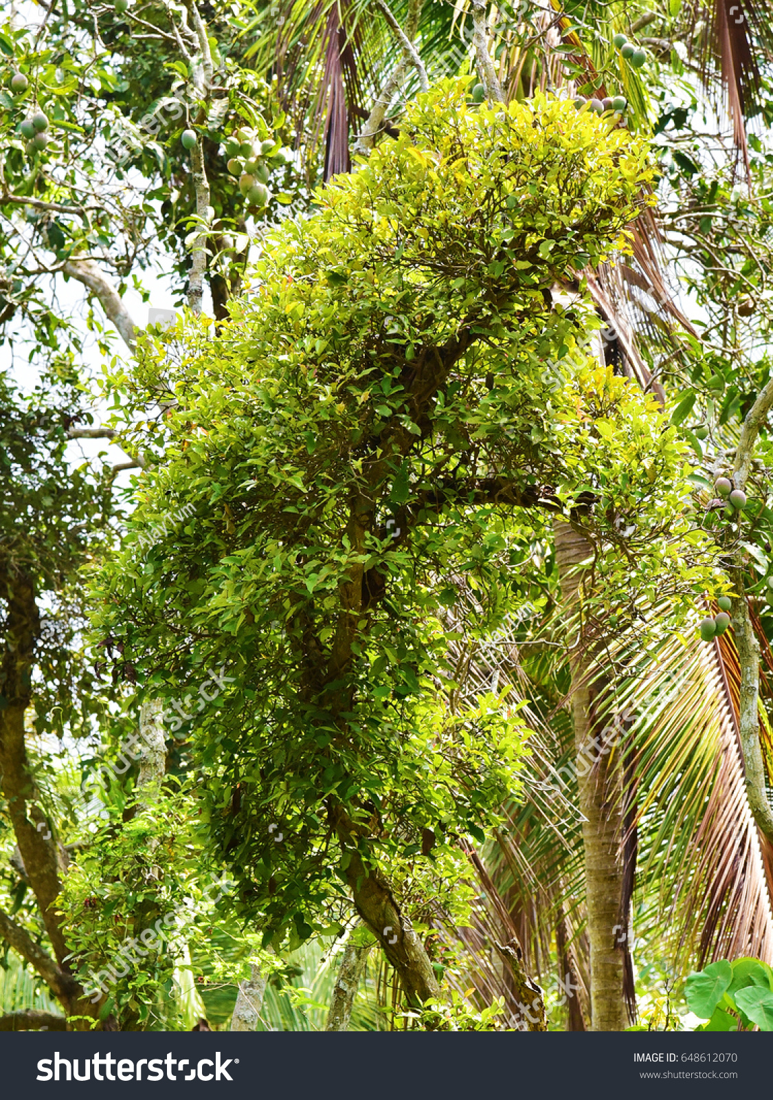 Mistletoe Loranthus Europaeus Parasitic Plant On Stock Photo Edit Now 648612070