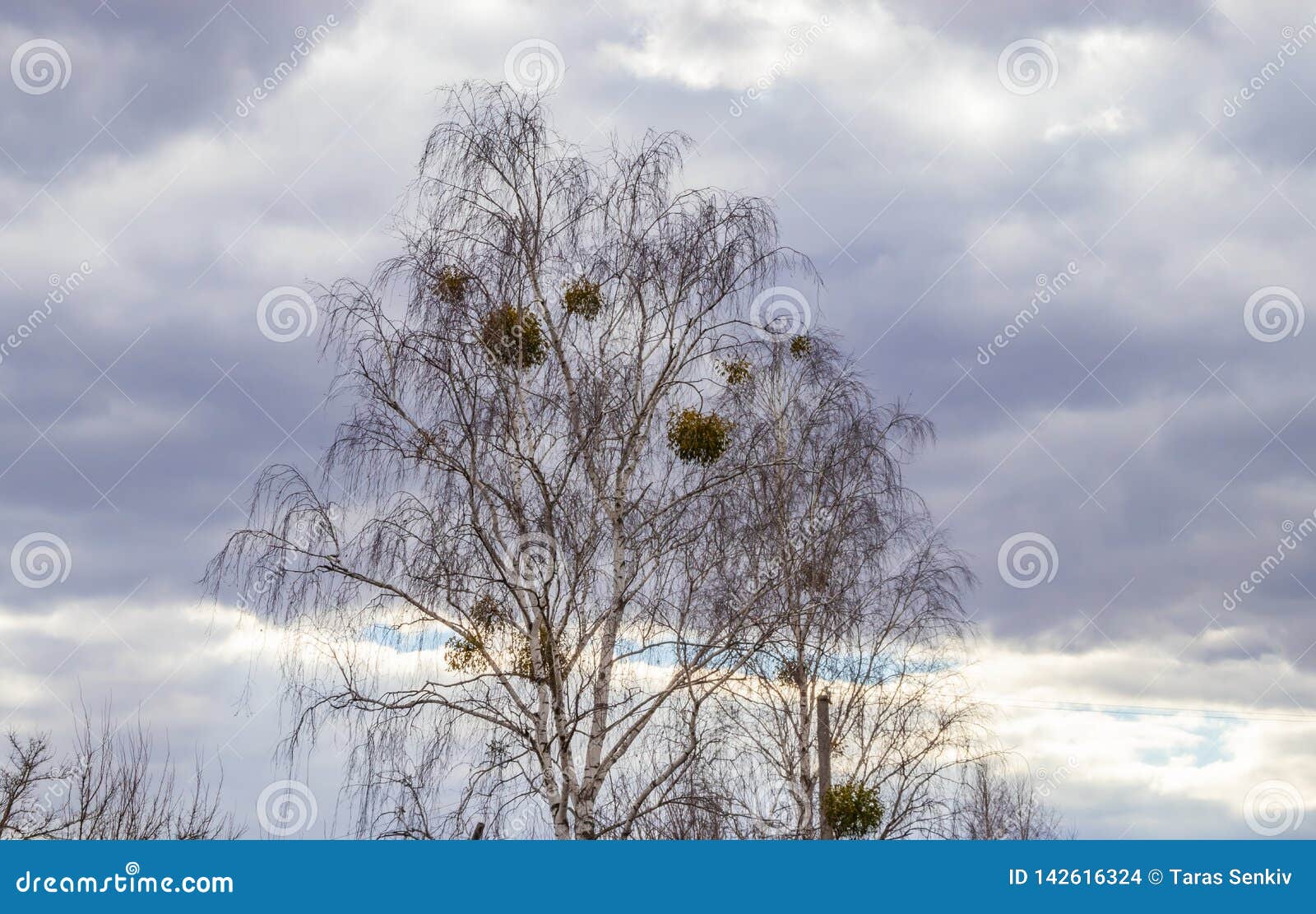 Mistletoe Parasite Of Trees Stock Photo Image Of Close Album 149683288