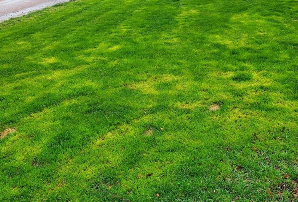 My Grass Has Turned Yellow How To Get It Green Again Benbow Hourson