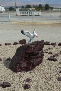 Nautical Seagull Replicas Lifesize Seagulls For Outdoor Displays