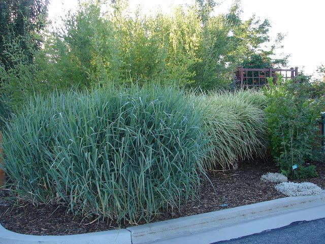 New Utah Gardener Waterwise Ornamental Grasses Diy Landscaping Tips Waterwise Landscaping