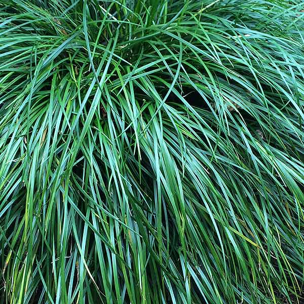 Ornamental Grasses For Shade Nurseries Online